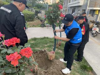 财工街社区与物业携手打造月季花海提升社区“颜值”