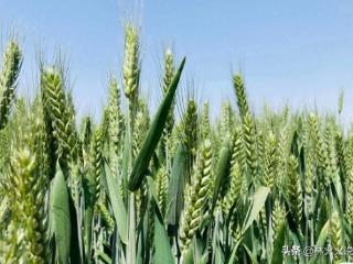 今年还要旱多久 就看四月十一：古农谚预测天气