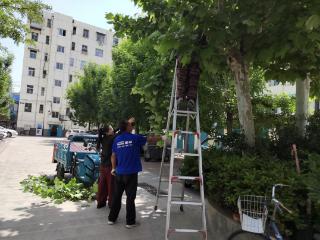 修剪树枝排隐患，贴心服务解民忧