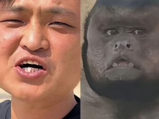 网红“狗王”撞脸合肥“丑猴”：计划用口技让“丑猴说话”