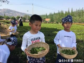 千亩春茶抢“鲜”上市！即墨鳌山卫茶旅融合绘就乡村振兴新图景