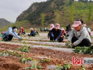 河北迁西：红薯栽种忙 致富新希望