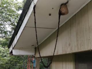 行军蚁为了入侵黄蜂巢穴 搭了一条数米长的“生物桥梁”
