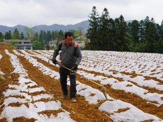 纳雍县：龙场镇4766亩烤烟种植完成