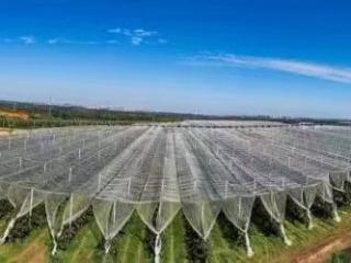 “诸城苹果”入选2025年第一批全国名特优新农产品名录