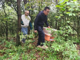 百里杜鹃林业局成功救护并放归国家二级保护动物乌林鸮