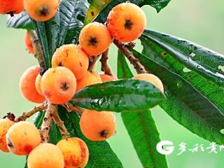 一口入夏！平塘平里河枇杷成熟了