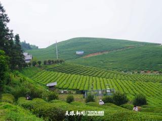 石阡：从非遗匠心到欧盟标准的苔茶产业“方程式”