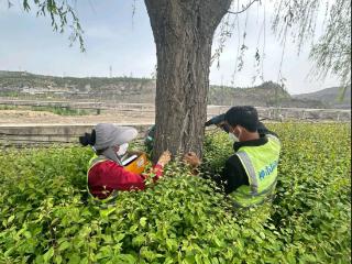 陕西神木市园林所：多措并举治飞絮 守护城市清新绿
