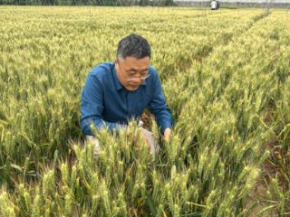 访谈丨如何科学防范小麦“干热风”？专家来支招→