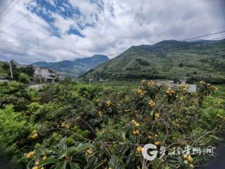 习水县：枇杷满枝引客来 农旅融合促增收