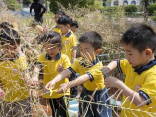 余干县实验幼儿园园本课程：油菜收割正当时