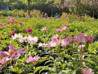 夏日花事启序幕 漪汾公园芍药开