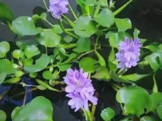 别被颜值骗了！院子种这6种漂亮花，疯长到失控，铲都铲不完