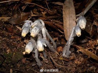 贵州发现罕见幽灵之花：不含叶绿素 无法光合作用