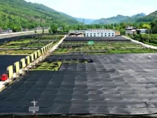 重庆酉阳：初夏正忙时，油茶基地迈入嫁接黄金期