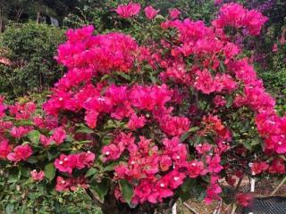 三角梅夏天进入"疯长期"，浇水记住这3点，花量翻倍不是梦