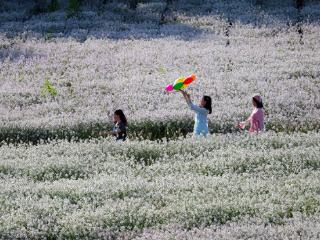 萝卜花开似雪，初夏田园美如画