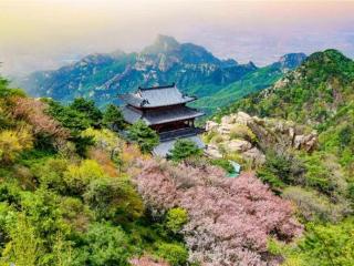 泰山海棠花神选拔投票通道已开启！快来Pick你的心动女神！