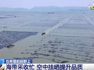 “海上田园”一派好“丰”光 特色产业“带”领群众走上增收路