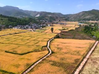 郧阳区32万余亩小麦开镰收割，麦浪滚滚好“丰”景