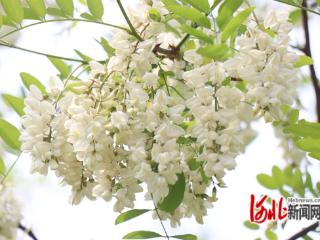 秦皇岛卢龙五月槐花香满径 邀您共赴“雪海”之约