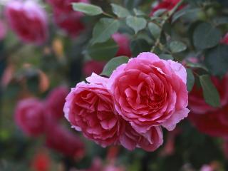临沂：书法广场月季花满园盛开