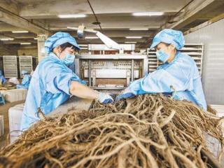 一位广东企业家看好巫山独特气候、地理资源优势 带动种植道地中药材5万亩
