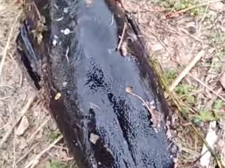大连西山水库惊现成群“超大怪鱼” 专家：外来物种埃及塘鲺