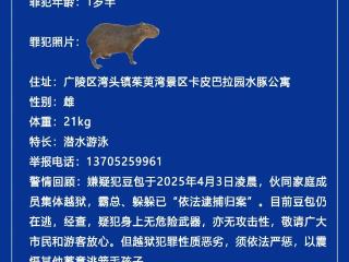 悬赏公告：卡皮巴拉集体越狱，“豆包”至今在逃，“霸总”“躲躲”已被捕