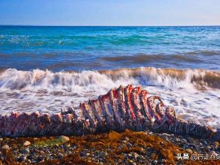 被忽悠的因纽特人：误把鲸骨当图腾，拜了600年方知被骗