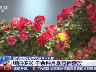全球千余月季品种集体亮相 跟随镜头开启“繁花之旅”