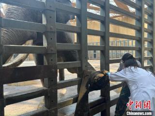“动物医生”的健康履约时刻：无声处见守护