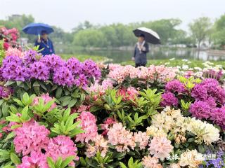 【北京时间】花绽京华 茶韵流芳，贵州在京奏响文化“三重奏”
