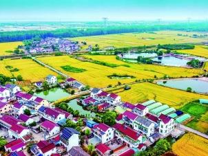 金色麦浪 绘美丽“丰景”