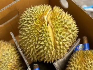 众点关注｜再忍10+天 “果中贵族”榴莲预计5月中下旬降价！