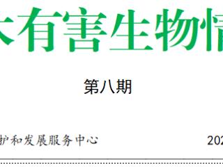 林木有害生物情报（八）|滨州市国槐尺蠖进入幼虫危害期