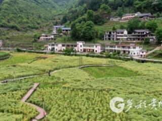 习水县福同村：花海变“油田” 油菜收割忙