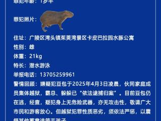 江苏扬州出逃卡皮巴拉“抓捕”视频曝光 最后一只在园区沼泽地