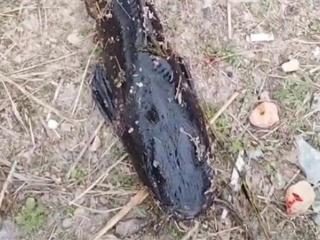 专家称大连水库怪鱼不能自然越冬：属外来入侵物种