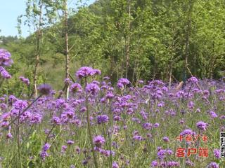 免费打卡！十堰这个藏在隧道口的“花海秘境”藏不住了