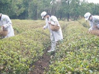 青岛农业大学学生到临沭县大兴镇春山茶场实习