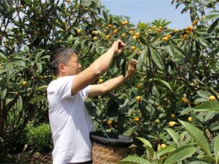 小果子撬动大产业 苏州东山白沙枇杷开摘在即