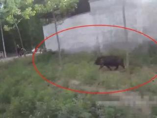 村民家黑猪受惊“不翼而飞”，砀山警方一小时后在草丛寻回