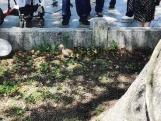 一窝19只，“跳巢”遇险！西湖边这一幕太暖！杭州“团宠”已这么多啦……