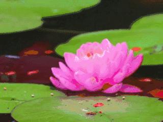 5月12日最佳情报|济南上空出现日晕，睡莲绽放千娇百媚！恭喜