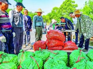万亩青梅迎丰收
