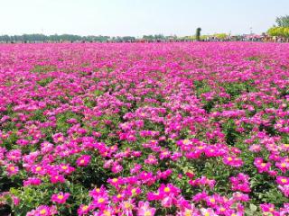 山东省“乡村好时节·游购乡村”阳信洋湖乡第三届芍药赏花季开幕