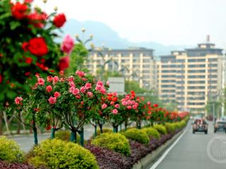 一路生花 胜景随行