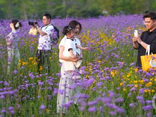 初夏公园花盛开 市民游客赴花约